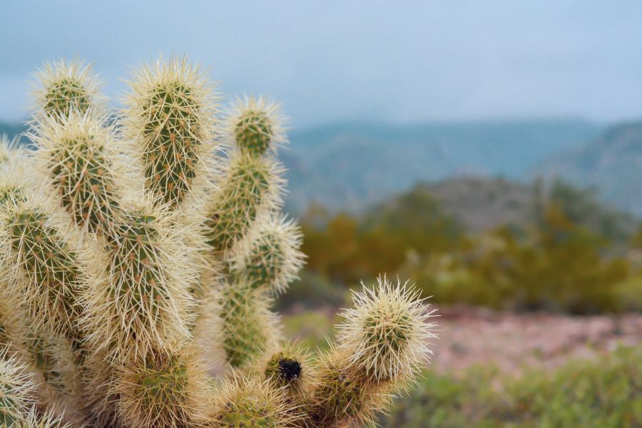 Landscape image of a desert with a cactus in the foreground