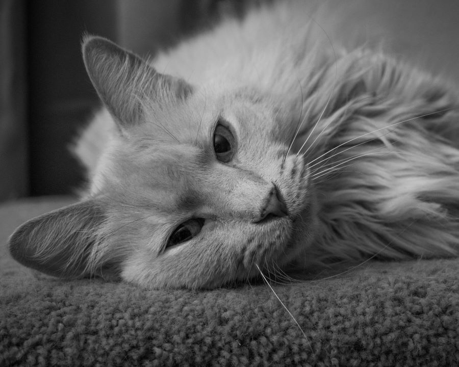 A black and white of my own cat.