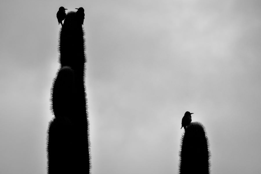 A black and white silhouette of three birds hanging out on the top of cacti.