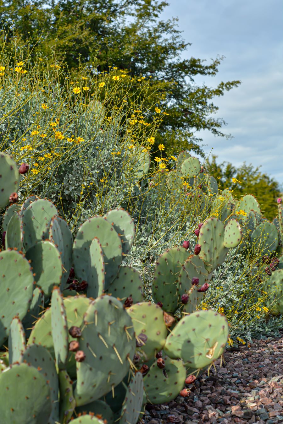 A close-up of a prickly pear cactus and some little yellow flowers.