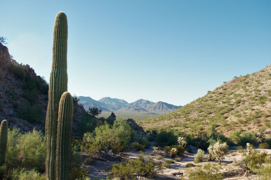 A landscape image of the Southern Arizona desert featuring none other than the Saguaro cactus.