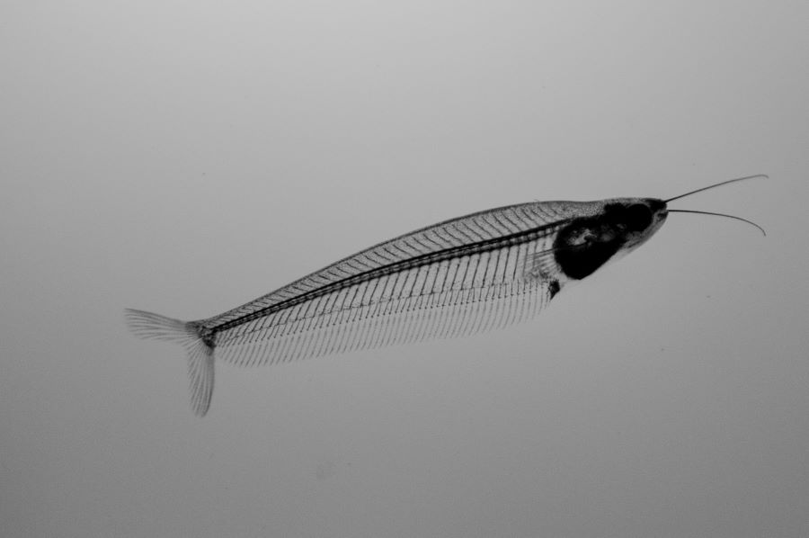 A black and white of a fish that has see-through skin. It's skeleton is visible from mouth to tail.